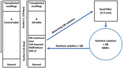 Root-applied glycinebetaine controls nitrate content and edible quality of lettuce in continuous commercial hydroponic greenhouse production